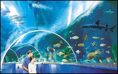 Blue Reef Aquarium, Tynemouth